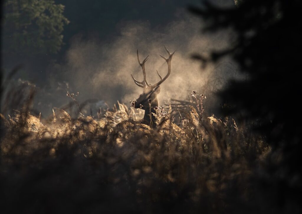 Red deer stag in a misty woodland